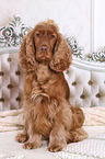 sitzender English Cocker Spaniel