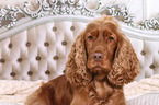 English Cocker Spaniel Portrait