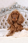 liegender English Cocker Spaniel