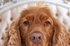 English Cocker Spaniel Augen