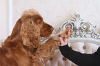 English Cocker Spaniel gibt Ptchen