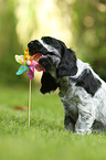 English Cocker Spaniel Welpe