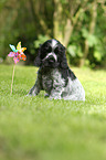 English Cocker Spaniel Welpe