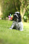 English Cocker Spaniel Welpe