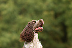 English Cocker Spaniel Portrait