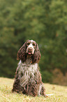 sitzender English Cocker Spaniel
