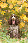sitzender English Cocker Spaniel