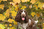 English Cocker Spaniel Portrait