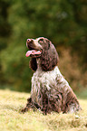 sitzender English Cocker Spaniel