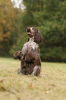 English Cocker Spaniel macht Mnnchen