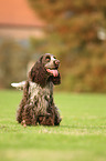 sitzender English Cocker Spaniel