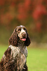 English Cocker Spaniel Portrait