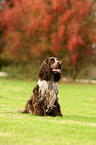sitzender English Cocker Spaniel