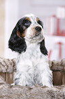 English Cocker Spaniel Welpe