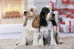 2 English Cocker Spaniel Welpen