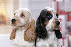 2 English Cocker Spaniel Welpen
