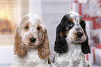 2 English Cocker Spaniel Welpen