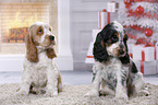 2 English Cocker Spaniel Welpen