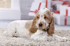 English Cocker Spaniel Welpe