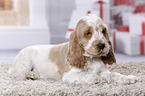 English Cocker Spaniel Welpe