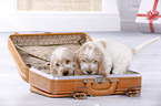 2 English Cocker Spaniel Welpen