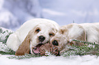 2 English Cocker Spaniel Welpen