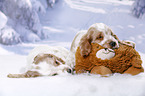 2 English Cocker Spaniel Welpen