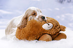English Cocker Spaniel Welpe