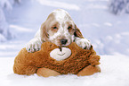 English Cocker Spaniel Welpe