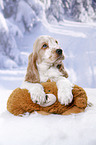 English Cocker Spaniel Welpe