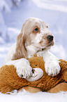 English Cocker Spaniel Welpe