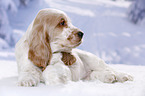 English Cocker Spaniel Welpe