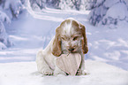 English Cocker Spaniel Welpe