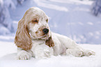 English Cocker Spaniel Welpe