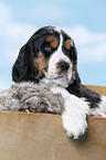 English Cocker Spaniel Welpe