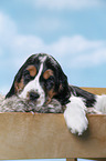 English Cocker Spaniel Welpe