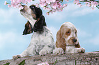 2 English Cocker Spaniel Welpen