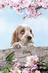 English Cocker Spaniel Welpe