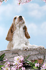 English Cocker Spaniel Welpe