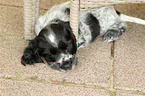 English Cocker Spaniel Welpe