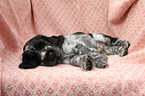English Cocker Spaniel Welpe