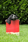 English Cocker Spaniel Welpe