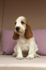 English Cocker Spaniel Welpe