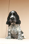 English Cocker Spaniel Welpe