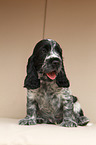 English Cocker Spaniel Welpe