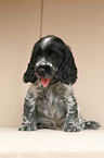 English Cocker Spaniel Welpe
