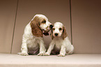 English Cocker Spaniel Welpe