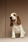 English Cocker Spaniel Welpe