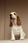 English Cocker Spaniel Welpe