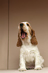 English Cocker Spaniel Welpe